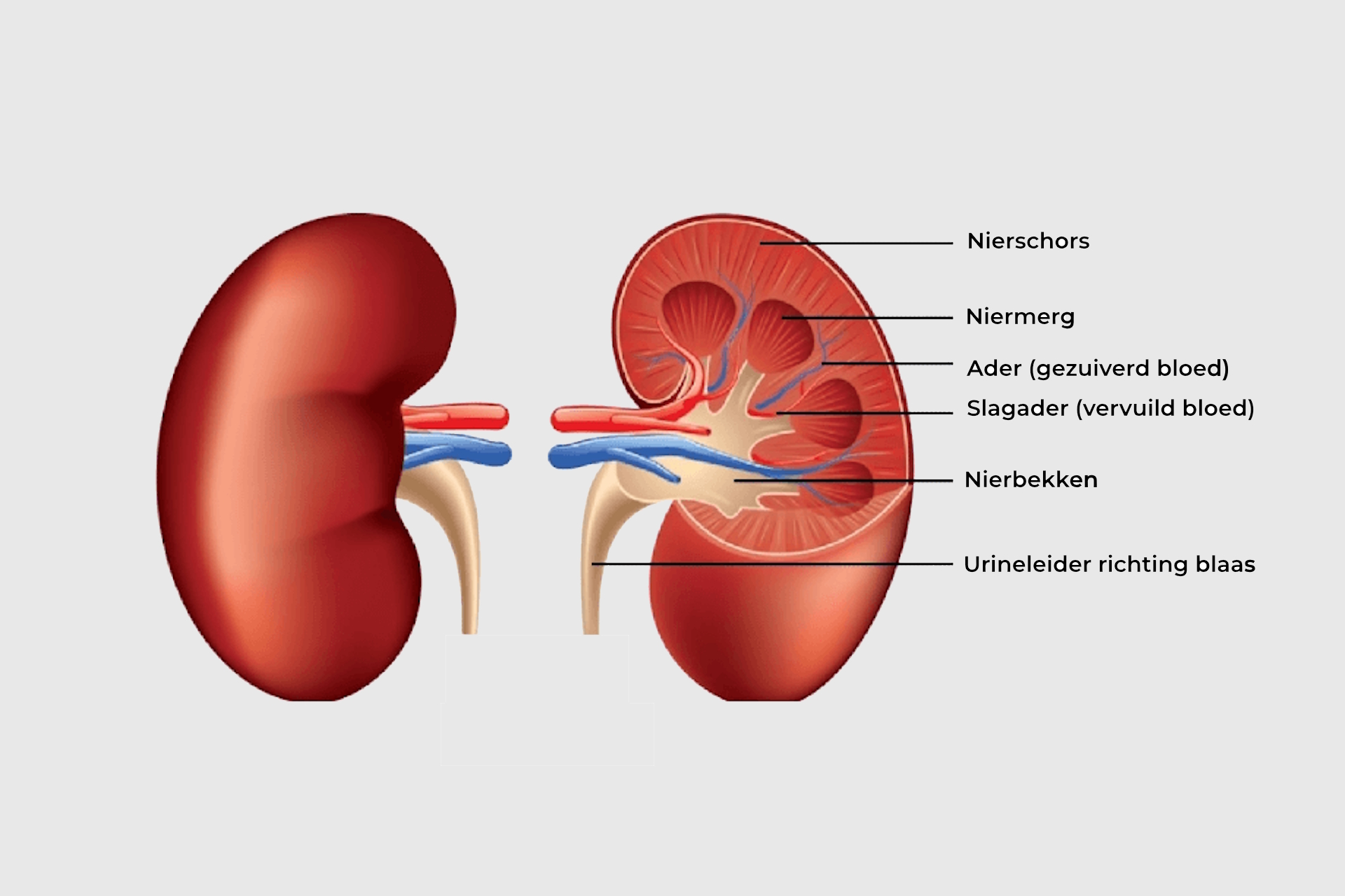 Definitie CI Verminderde nierfunctie wordt herzien